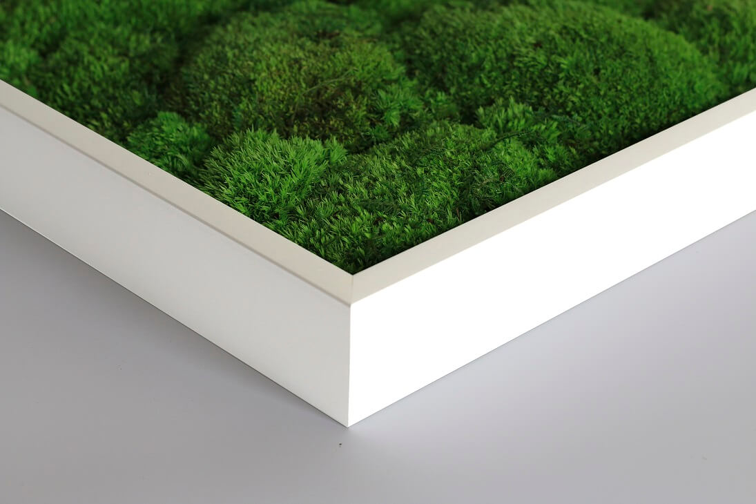 Kugelmoosbild 140x40cm